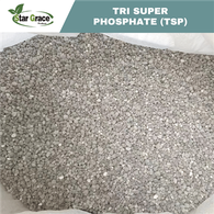 Phân bón TSP